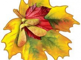 Лист-украшение на скотче из картона, плотность 300гр, поштучно, размер 15см*15см.

Подойдёт для у...