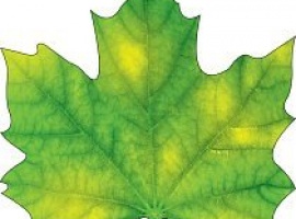 Лист-украшение на скотче из картона, плотность 300гр, поштучно, размер 15см*15см.

Подойдёт для у...