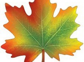 Лист-украшение на скотче из картона, плотность 300гр, поштучно, размер 20см*20см.

Подойдёт для у...