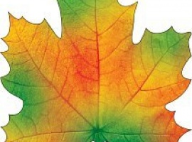 Лист-украшение на скотче из картона, плотность 300гр, поштучно, размер 15см*15см.

Подойдёт для у...