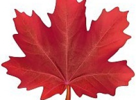 Лист-украшение на скотче из картона, плотность 300гр, поштучно, размер 20см*20см.

Подойдёт для у...