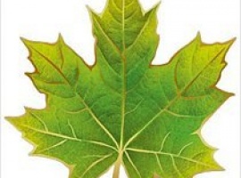 Лист для украшения, отделка фольгой, плотность 160гр, поштучно.

Подойдёт для украшения класса в ...