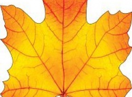 Лист-украшение на скотче из картона, плотность 300гр, поштучно, размер 15см*15см.

Подойдёт для у...