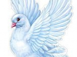 Плакат А4, Голубь , двусторонний
