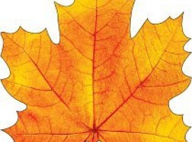 Лист-украшение на скотче из картона, плотность 300гр, поштучно, размер 15см*15см.

Подойдёт для у...